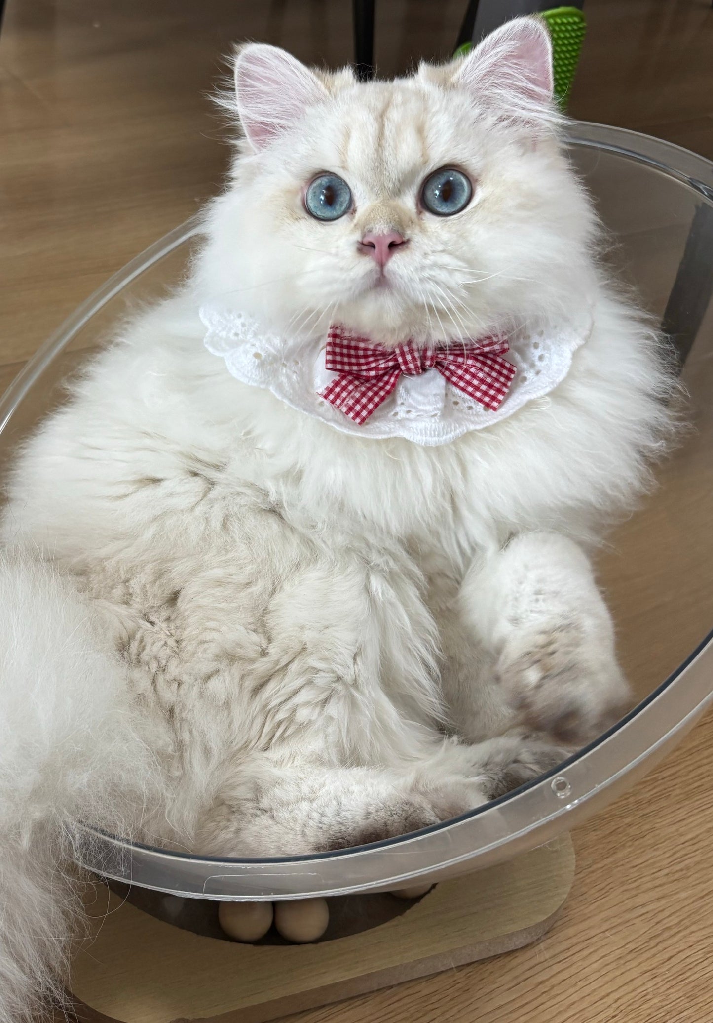 AB:Cotton lace bow bib for cats